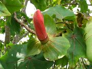 Kokia drynarioides (5209448671).jpg