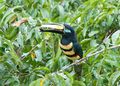 Many-banded Aracari, Ecuador.jpg