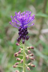Muscari comosum-01 (xndr).jpg