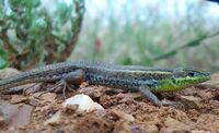Ophisops elegans.jpg
