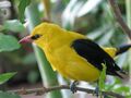Oriole 2.jpg