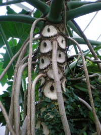 Philodendron bipinnatifidum.jpg