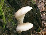 Pleurotus dryinus1.jpg