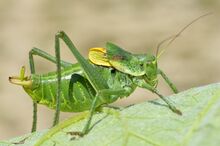 Polysarcus denticauda male (14847960088).jpg