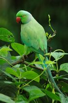 Psittacula krameri -Karnataka, India-8.jpg