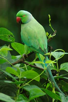 Psittacula krameri -Karnataka, India-8.jpg