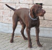 Pudelpointer 1.jpg