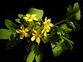 Ribes aureum