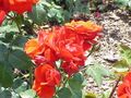Rosa 'Chorus' sp.71.jpg