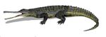 Rutiodon BW.jpg