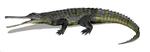 Rutiodon BW.jpg