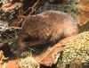 Sorex minutus-cropped.jpg