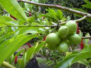 Starr 030807-0094 Cananga odorata.jpg