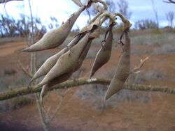 Starr 030828-0090 Erythrina sandwicensis.jpg