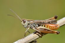 Stenobothrus stigmaticus male (14848067088).jpg