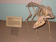 Stenomylus hitchcocki UMNH.jpg