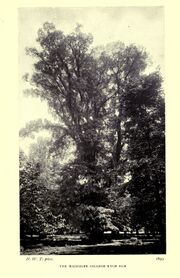 The Magdalen College Wych Elm (1899).jpg