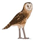 Tyto pollens hccm.jpeg