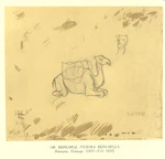 Верблюд. Голова верблюда. Начерки .jpg