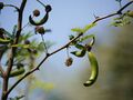 Acacia farnesiana (5485483308).jpg
