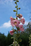 Alcea rosea C.jpg