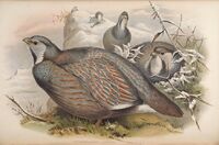 BirdsAsiaJohnGoVIIGoul 0124.jpg