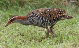 Buff-banded Rail Fafa Island.jpg