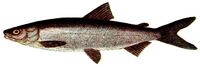 Coregonus lavaretus (Pieni).jpg
