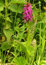 Dactylorhiza cordigera ssp. pindica Griechenland 667 6.6.jpg
