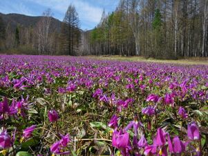 Erythronium sajanense 2G 3552.jpg