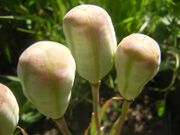 Fritillaria michailovskyi2.JPG