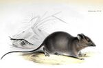 Galapagos Rice-Rat.jpg