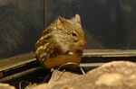 Lemniscomys striatus 01.jpg