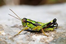 Miramella alpina male (3788740982).jpg
