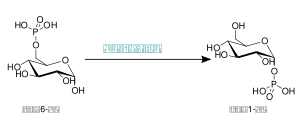 Phosphoglucomutase-G6P.svg