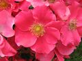 Rosa 'Stadt Rom' 03.JPG
