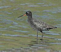 Spotted Redshank Breeding Plumage.jpg
