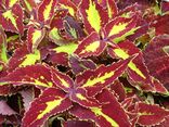 Starr 070906-8695 Solenostemon scutellarioides.jpg