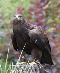 Steppe Eagle 6 (3862271539).jpg