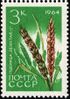 The Soviet Union 1964 CPA 3064 stamp (Agricultural Crops of the USSR. Common wheat or bread wheat 'bezostaya 1' (Triticum aestivum)).jpg