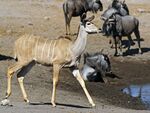 Tragelaphus strepsiceros (female).jpg