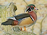 Wood Duck (Aix sponsa), Parc du Rouge-Cloître, Brussels.jpg