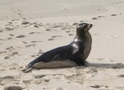 Zalophus californianus wollebaeki.JPG