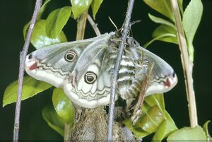 10 Accouplement de Saturnia Pavonia 1992