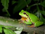 A European Tree Frog (Hyla arborea) at night, Romania (4061029990).jpg