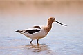 American avocet (26124753051).jpg