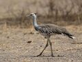 Arabian Bustard.jpg