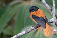 Black and Orange Flycatcher.jpg
