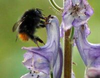 Bombus wurfleini tyvhumle.jpg