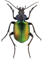 Calosoma sycophanta L. - ZooKeys-245-001-g009.jpeg